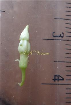  Floral Bud